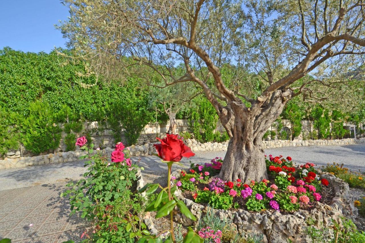 Beautiful Maria * Alcudia (Mallorca)